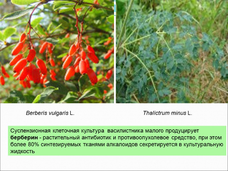 Суспензионная клеточная культура  василистника малого продуцирует  берберин - растительный антибиотик и противоопухолевое